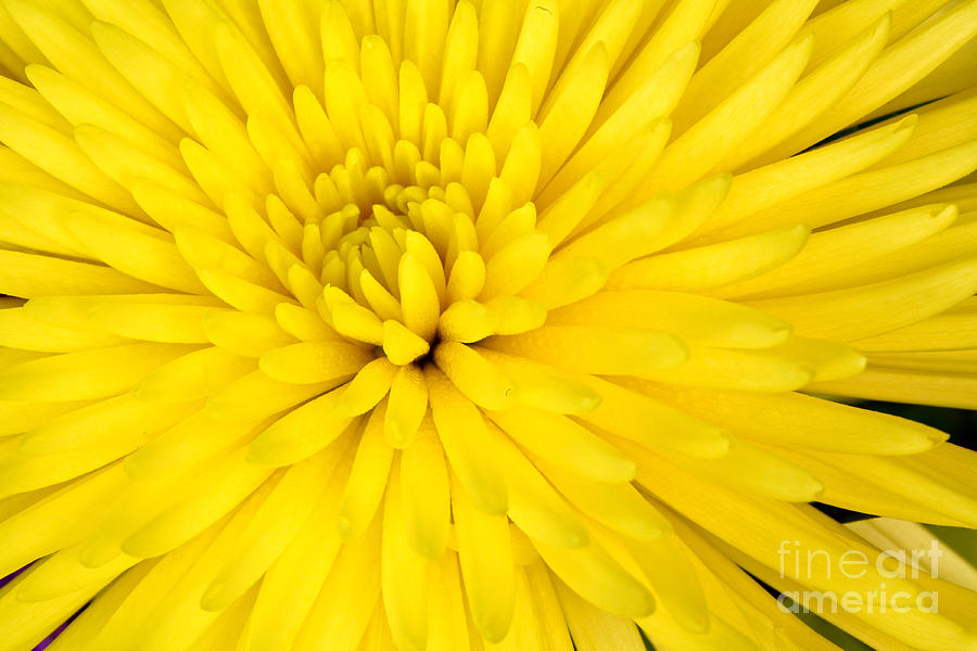 Yellow Chrysanthemum Photograph by Pattie Calfy