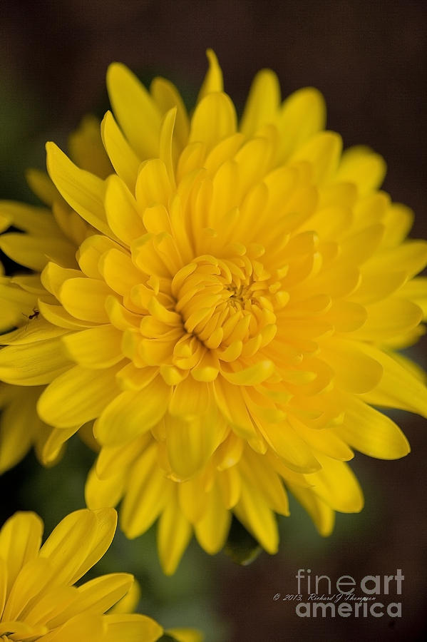 Yellow Chrysanthemum #1 Photograph by Richard J Thompson