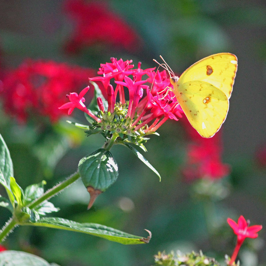 Yellow Clouded Sulphur Butterfly Photograph by Suzanne Gaff