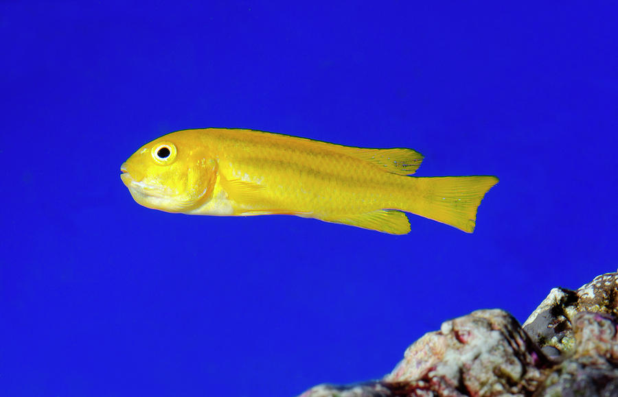 Fish Photograph - Yellow Clown Goby Or Okinawa Goby by Nigel Downer
