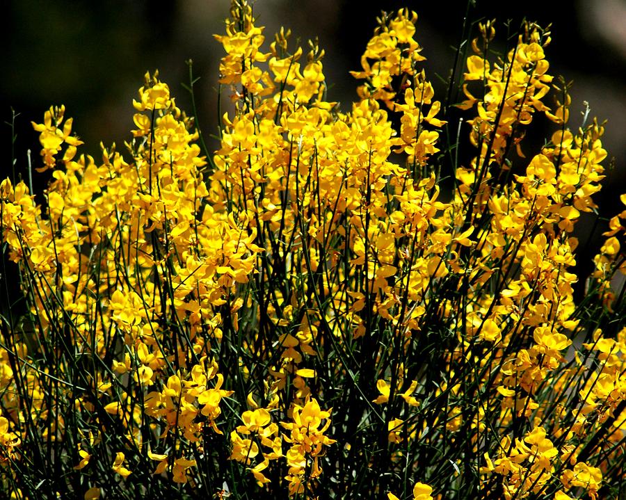 Flower Photograph - Yellow Cluster Flowers by Matt Quest