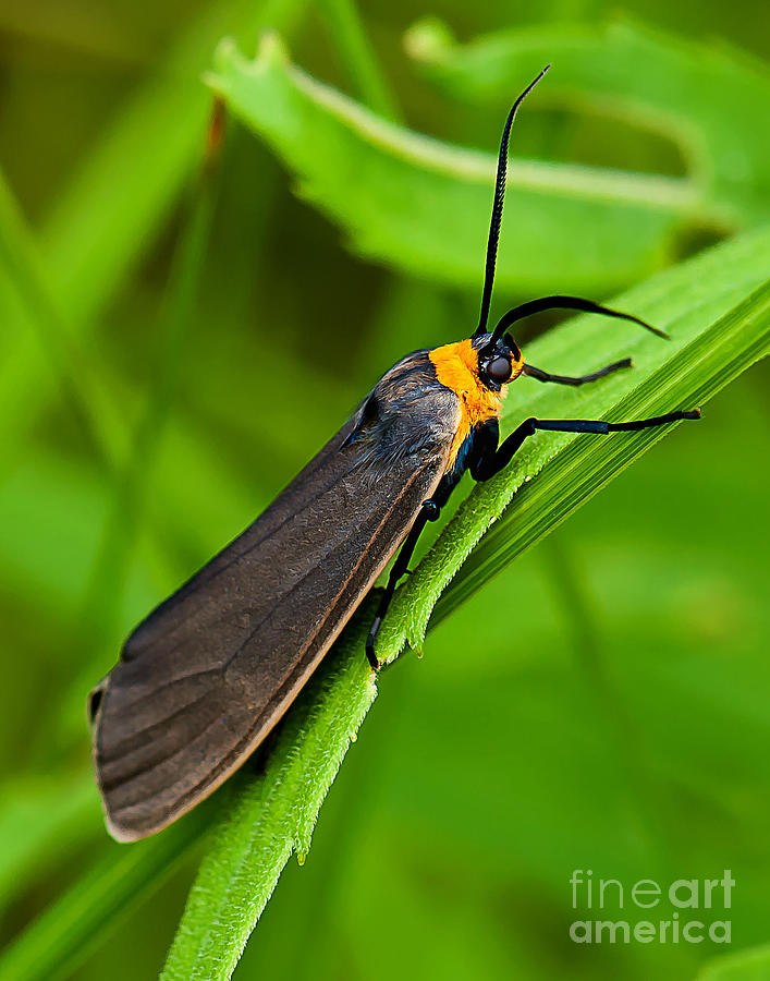 Yellow Collared Scape Moth Photograph by Gwen Gibson