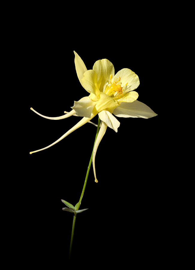 Yellow columbine on black Photograph by Charles Lupica