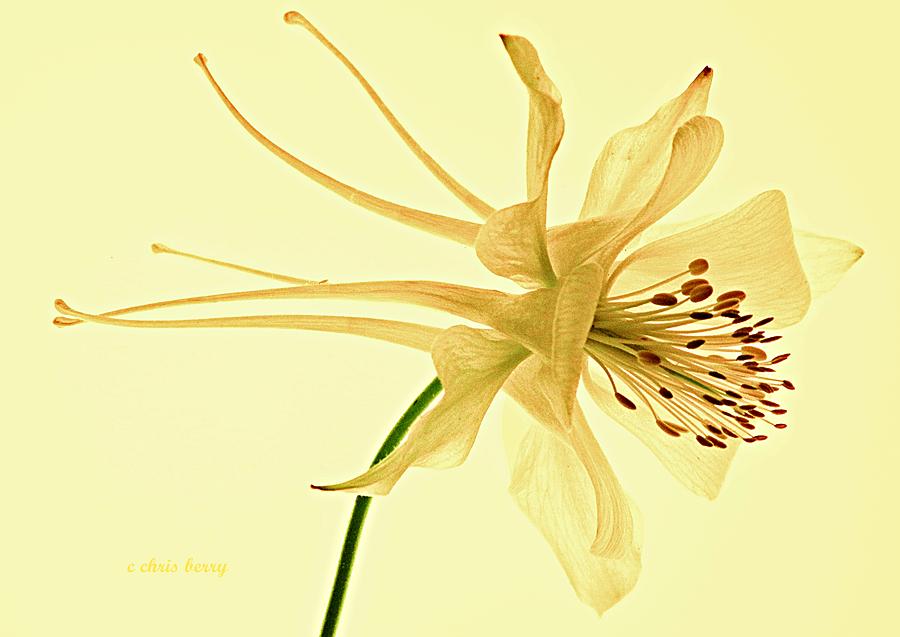 Nature Photograph - Yellow Columbine Study  by Chris Berry
