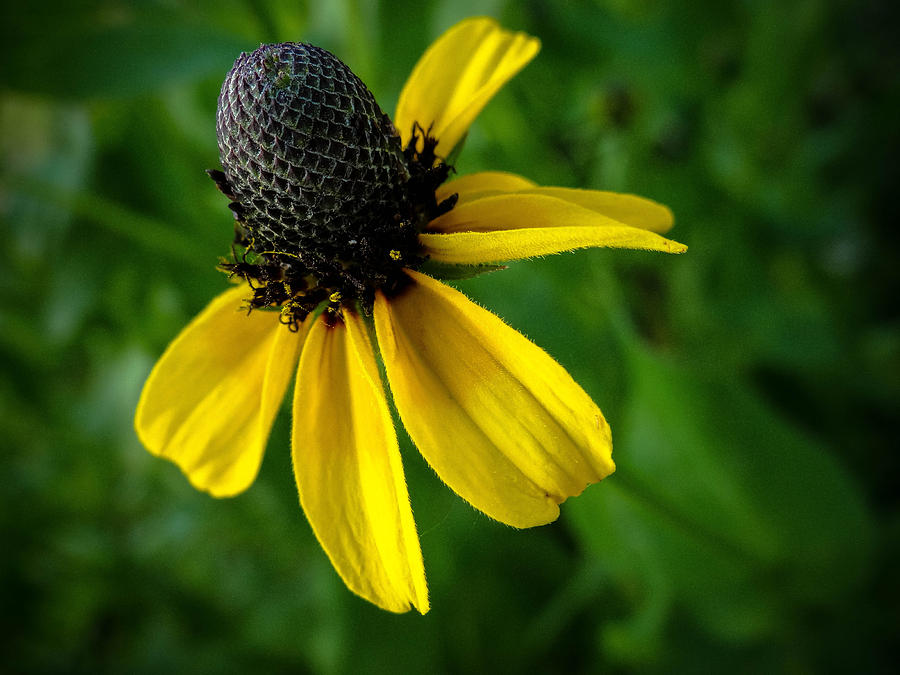 Yellow Cone Flower 1 Photograph by Stacy Michelle Smith