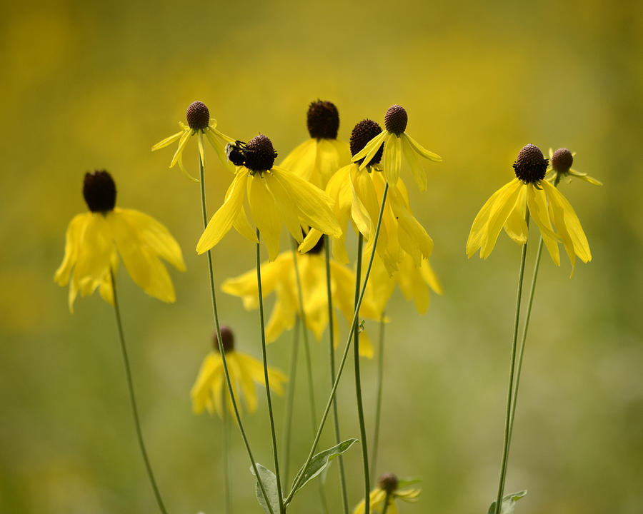 Yellow Cone flower Photograph by Ann Bridges
