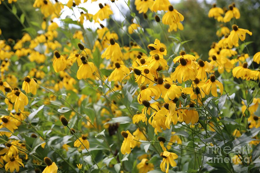 Garden Photograph - Yellow Cone Flowers by Carol Groenen