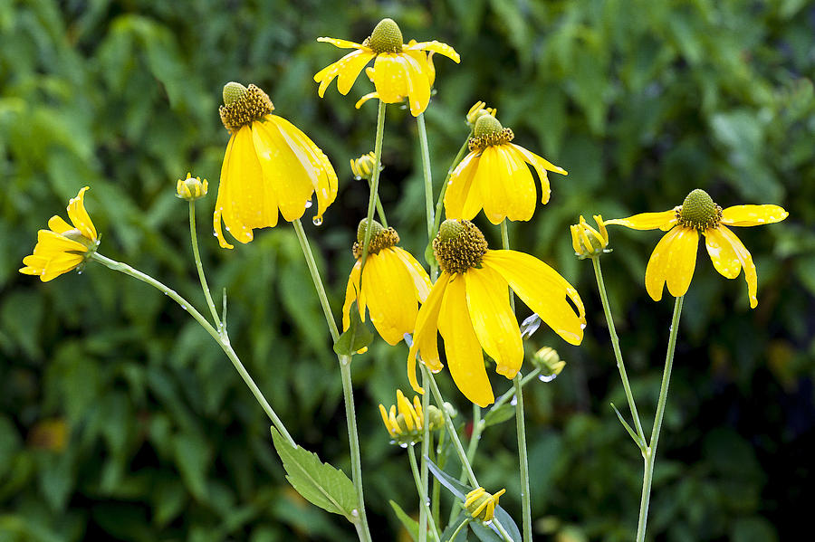 Fall Photograph - Yellow Cone Flowers Rudbeckia by Rich Franco