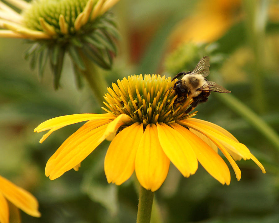 Yellow Coneflower and Bee Photograph by TnBackroadsPhotos