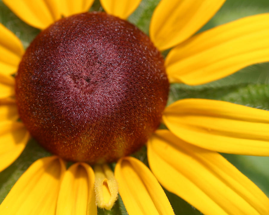 Yellow Coneflower Photograph by Gregory Scott
