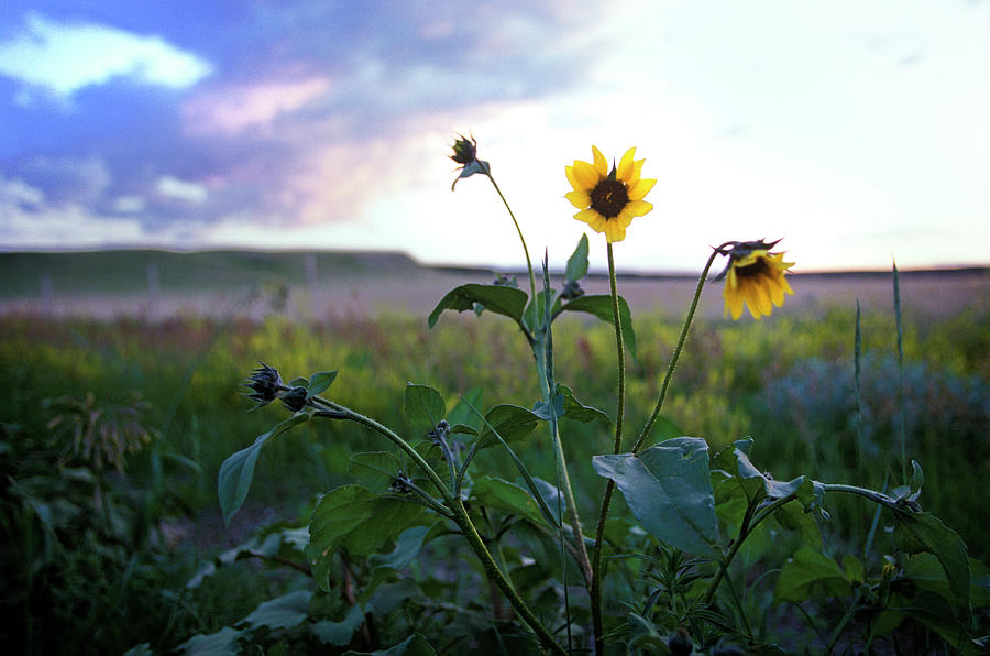 Flowers Still Life Photograph - Yellow Coneflowers In Alberta, Canada by Todd Korol