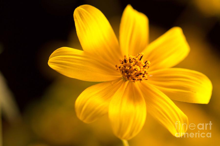 Yellow Coreopsis Photograph by Sandra Clark
