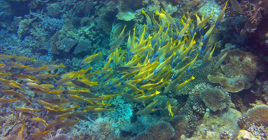 Fish Photograph - Yellow by Corinne Rhode
