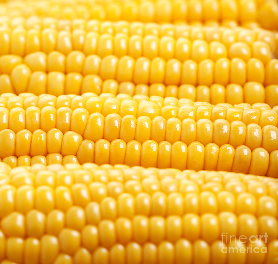 Yellow corn background Photograph by Anna Om