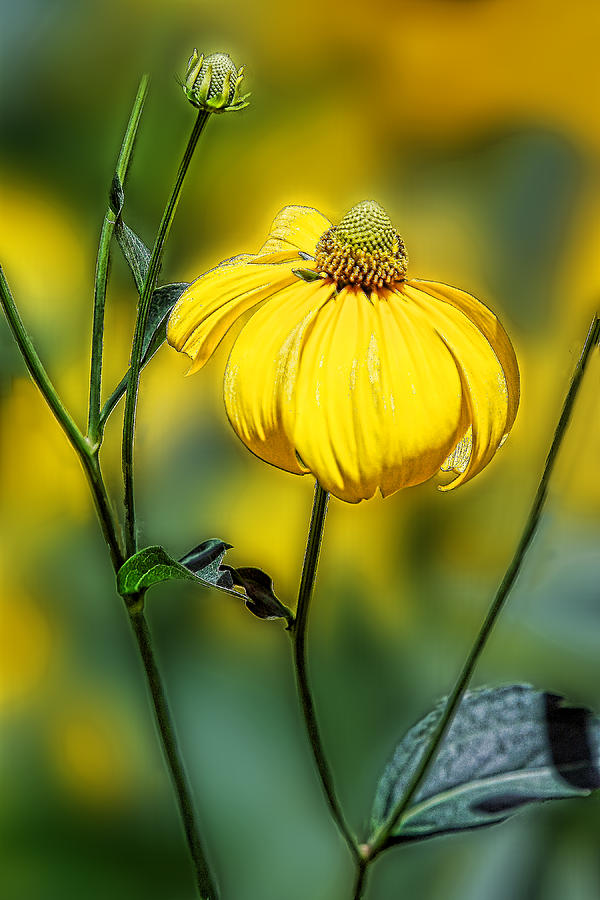Flowers Still Life Photograph - Yellow Corn Flower by Linda Phelps