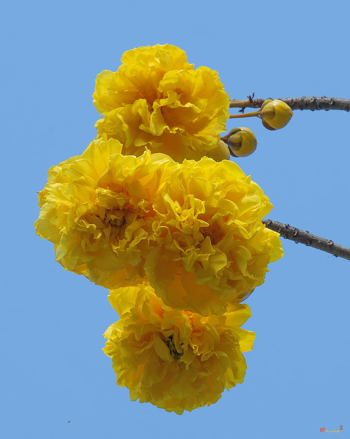 Yellow Cotton Tree DTHB1533 Photograph by Gerry Gantt