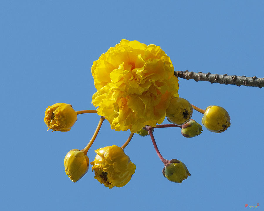 Yellow Cotton Tree DTHB1536 Photograph by Gerry Gantt
