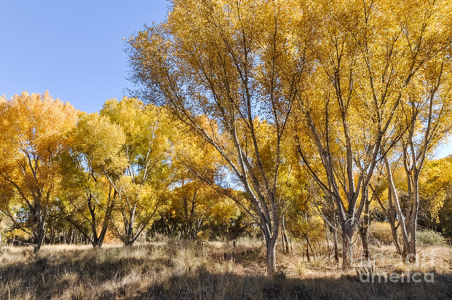 Yellow Cottonwoods Photograph by Al Andersen