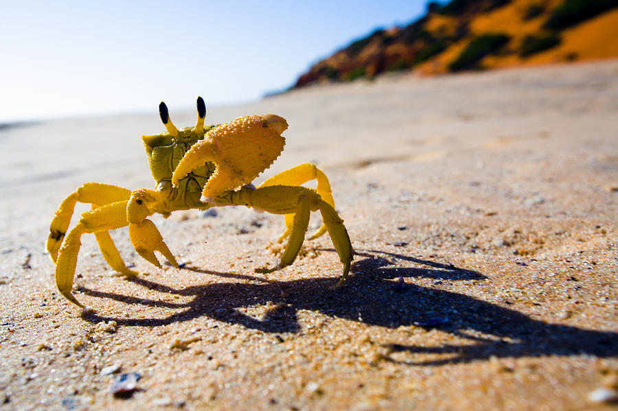 Yellow crab moving on sand Photograph by Bob Stefko
