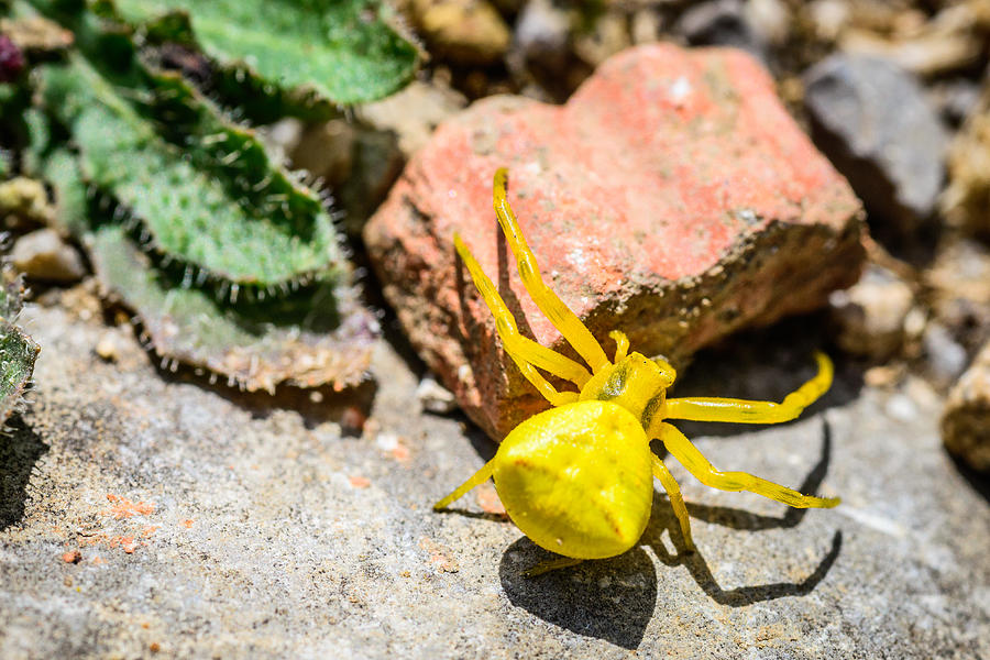 Yellow Crab Spider Photograph by Marco Oliveira