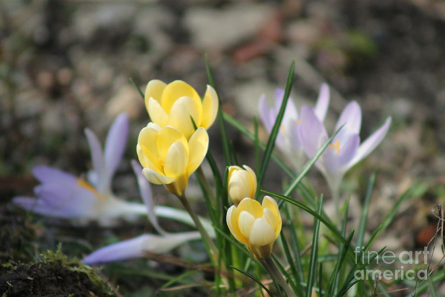 Yellow Crocuses Photograph by Leone Lund