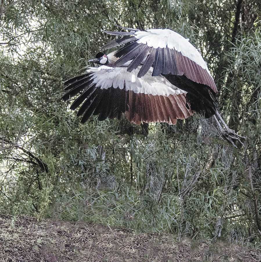 Yellow-crowned Crane Flying Photograph by William Bitman
