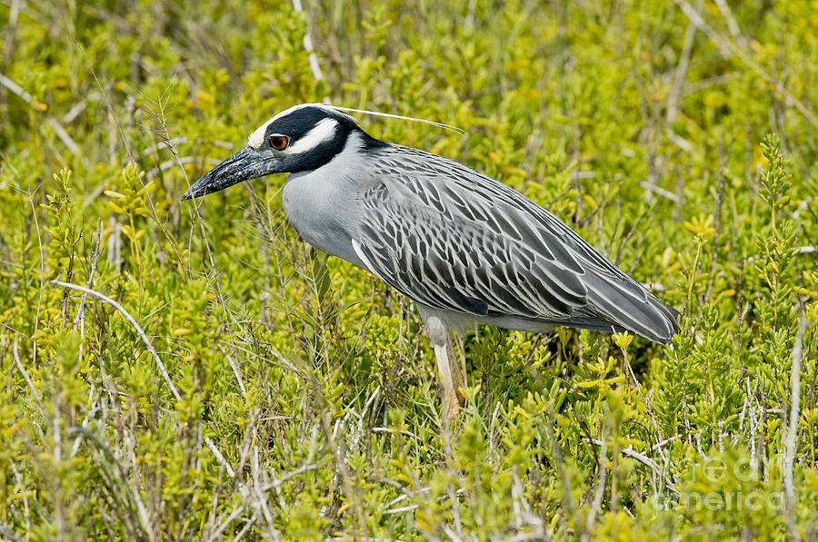 Yellow-crowned Night Heron Photograph by Anthony Mercieca