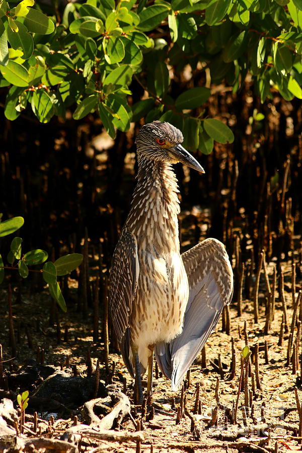 black crowned night heron baby