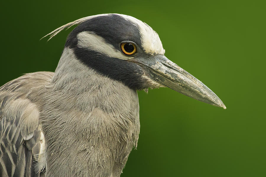 Yellow-Crowned Night Heron Photograph by Bill and Linda Tiepelman