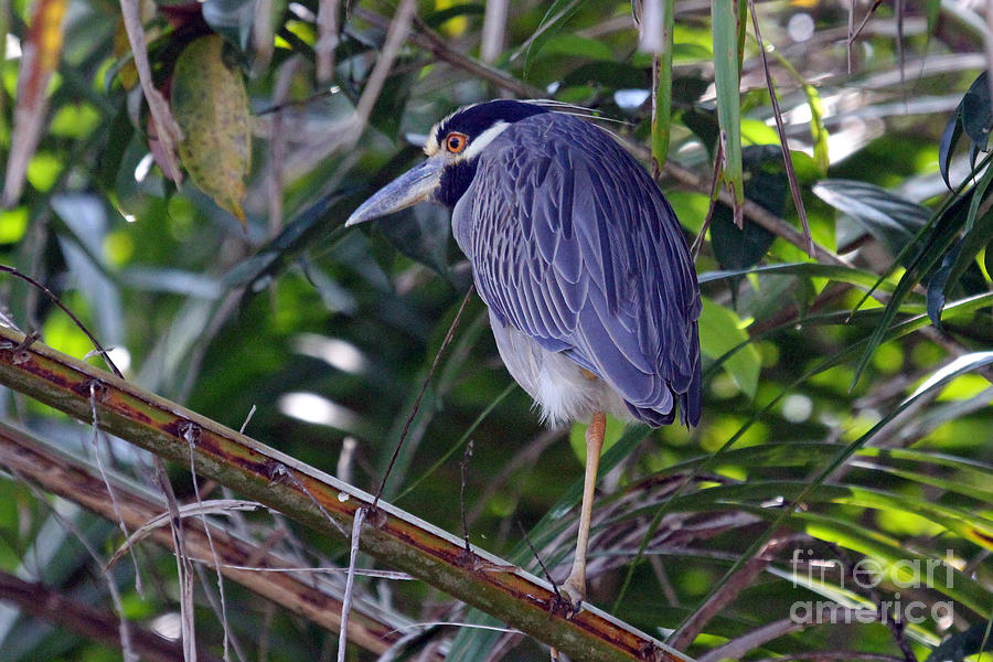Yellow Crowned Night-Heron Photograph by Bob Hislop