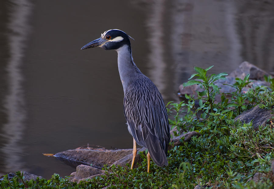Yellow Crowned Night Heron Photograph by Flees Photos