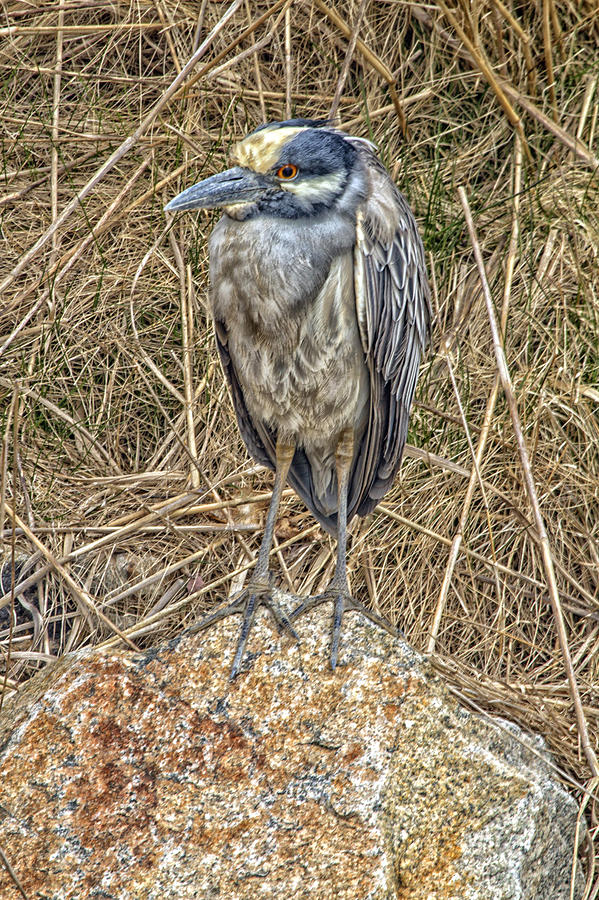 Yellow Crowned Night Heron Photograph by Constantine Gregory