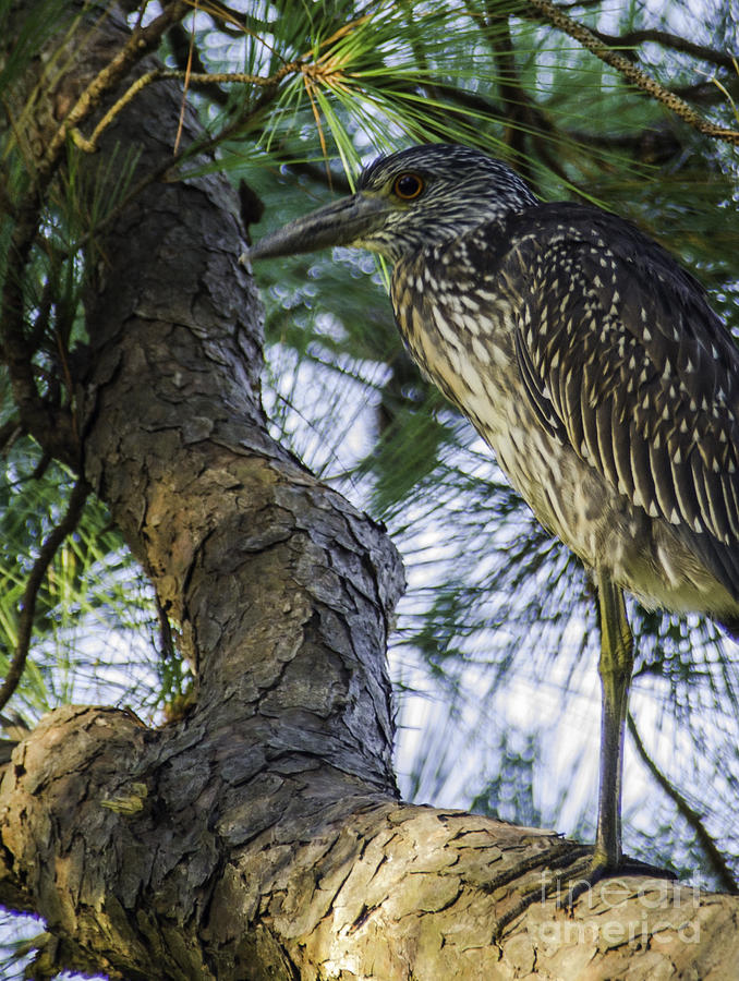 Yellow-crowned Night Heron Photograph by Dale Powell