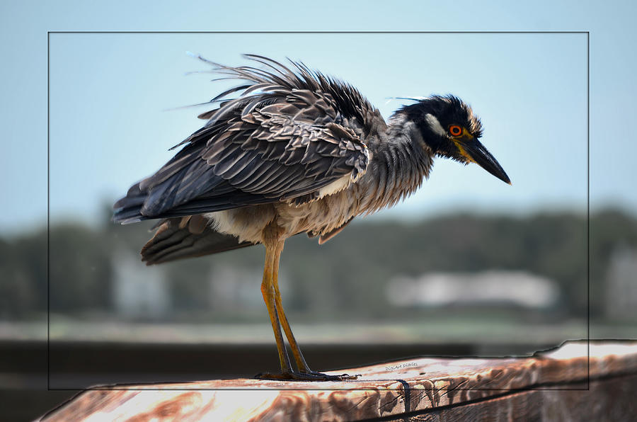 Yellow Crowned Night Heron Photograph by DigiArt Diaries by Vicky B Fuller