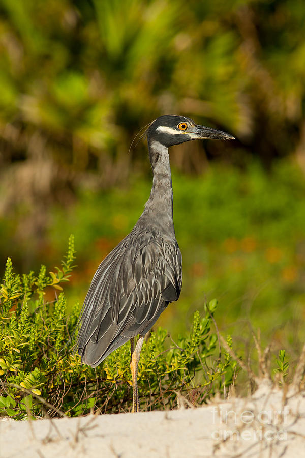 Nature Photograph - Yellow Crowned Night Heron Dune Watch by Paul Rebmann