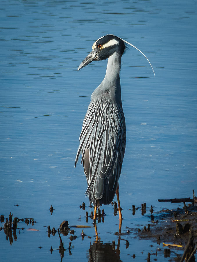 Yellow-crowned Night-heron Photograph By Jane Luxton - Pixels