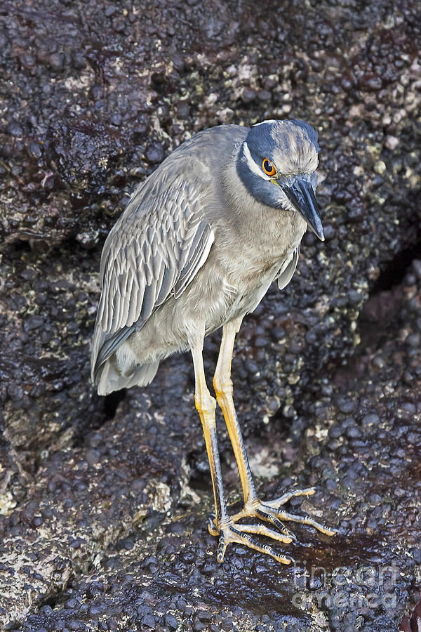 Yellow-crowned Night Heron Photograph by Jean-Luc Baron