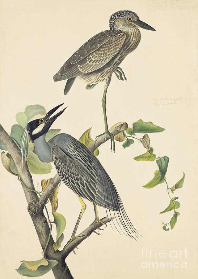 Wildlife Drawing - Yellow-crowned Night-Heron by Celestial Images