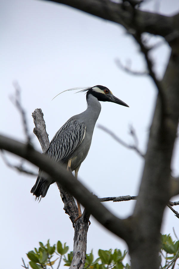 Yellow Crowned night heron Photograph by Marta Alfred