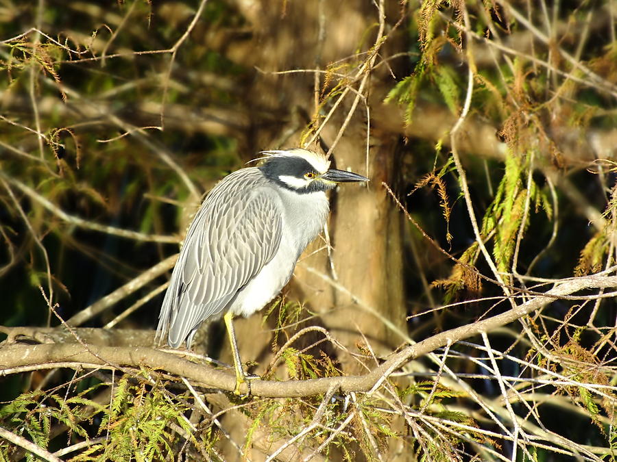Yellow Crowned Night Heron Photograph by Peggy King