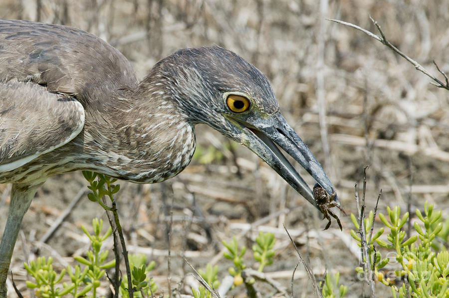 Yellow-crowned Night Heron With Crab Photograph by Anthony Mercieca