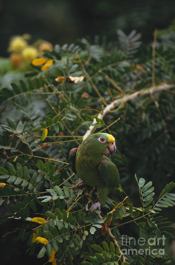 Yellow-crowned Parrot Photograph by Art Wolfe