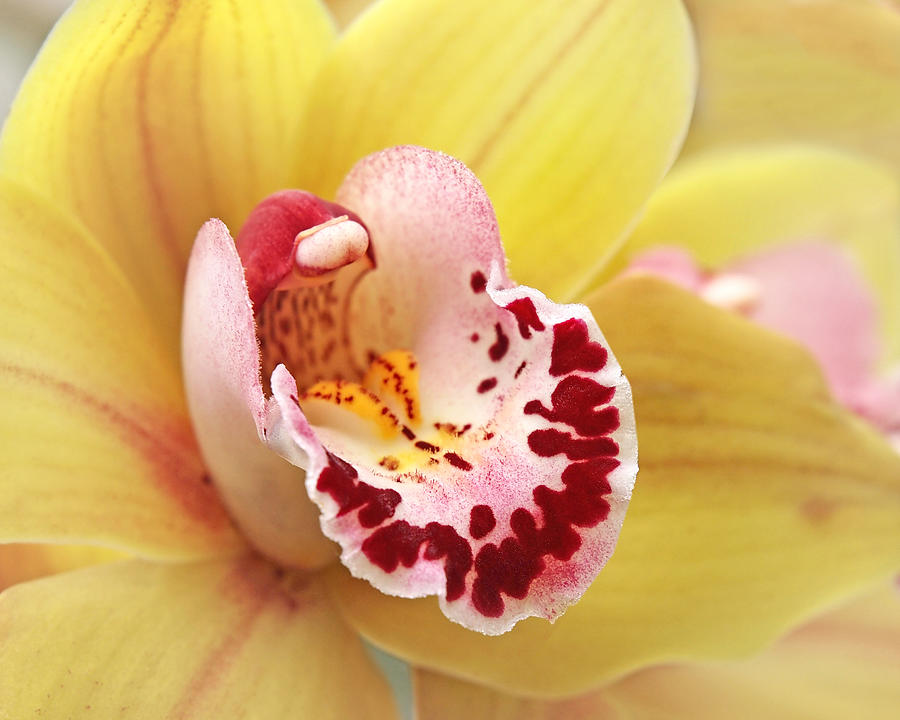 Yellow Cymbidium Orchid Photograph by Gill Billington