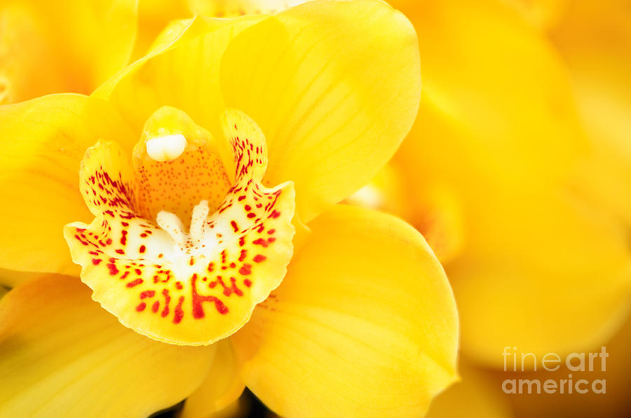 Nature Photograph - Yellow Cymbidium Orchid  by Oscar Gutierrez