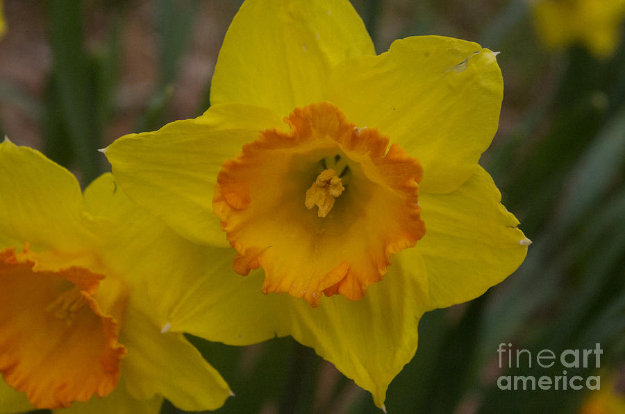 Flowers Still Life Photograph - Yellow Daffies by Ray Konopaske