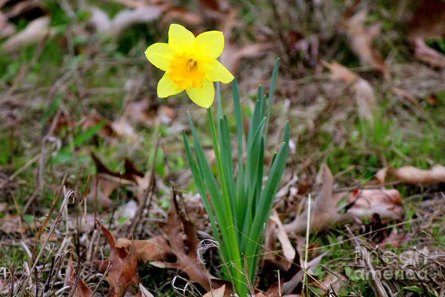 Yellow Daffodil At Lee Gardens Photograph by Kathy  White