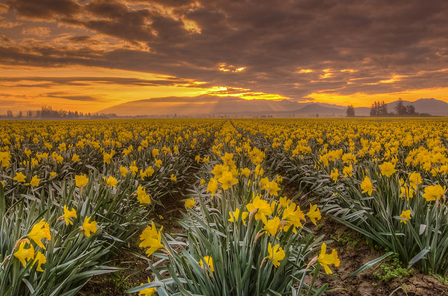 Flower Photograph - Yellow Daffodil at Sunrise by Puget  Exposure