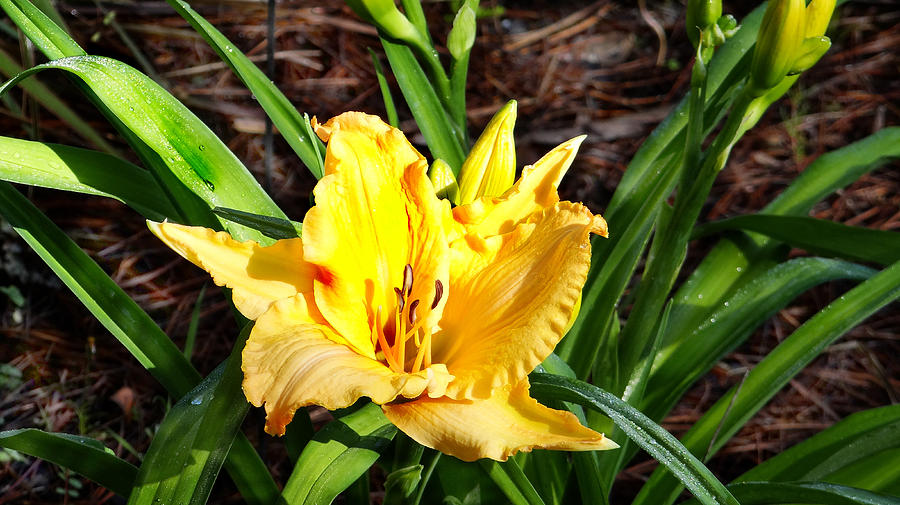 Yellow daffodil Photograph by Dennis Dugan