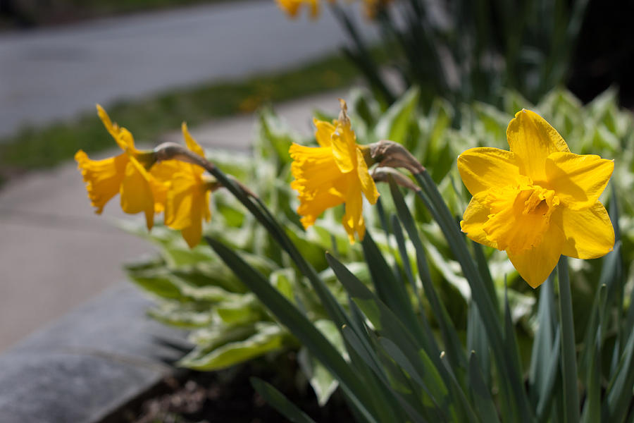 Yellow Daffodil Flowers - Perspective Photograph