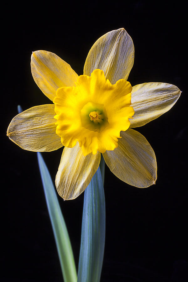 Flower Photograph - Yellow Daffodil by Garry Gay